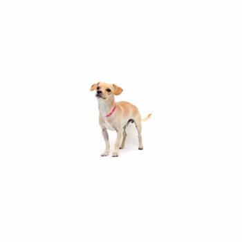 Mixed Breed Dogs Available for Adoption in Los Angeles, California - John Oates | PetCurious