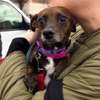 Chiweenie Dogs Available for Adoption - Wiesel | PetCurious