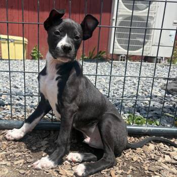 Mixed Breed Dogs Available for Adoption in Wappingers Falls, New York - Starscream | PetCurious