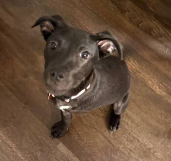 Blossom Breeze -  Labrador Retriever and Mixed Breed Dog for Adoption in Brookshire, Texas - Blossom Breeze | PetCurious