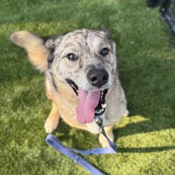Rescue Mixed Breed Dogs for Adoption in Dallas, Texas - Whiskey | PetCurious