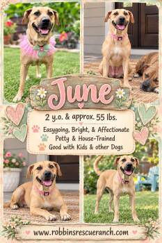 June -  Labrador Retriever Dog for Adoption in Brenham, Texas - June | PetCurious
