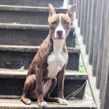 Birdie -  Pit Bull Terrier Dog for Adoption in Oakland, California - Birdie | PetCurious