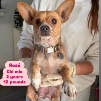 Chihuahua Dogs Available for Adoption - Rose | PetCurious
