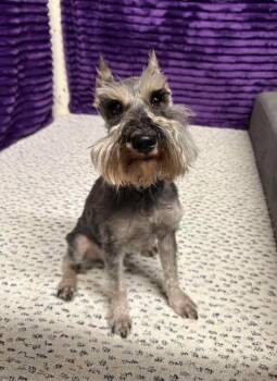Miniature Schnauzer Dogs Available for Adoption in Hartland, Wisconsin - Paris-Foster Home Needed | PetCurious