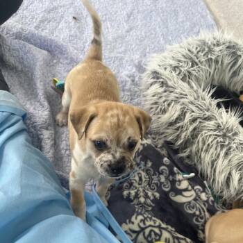 Twirl 0505 -  Mixed Breed Dog for Adoption in Loxahatchee Groves, Florida - Twirl 0505 | PetCurious