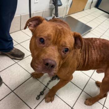 Senor Salsa -  Mixed Breed Dog for Adoption in Charleston, West Virginia - Senor Salsa | PetCurious