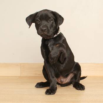 Bayard D71545 -  Boxer Dog for Adoption in Minnetonka, Minnesota - Bayard D71545 | PetCurious