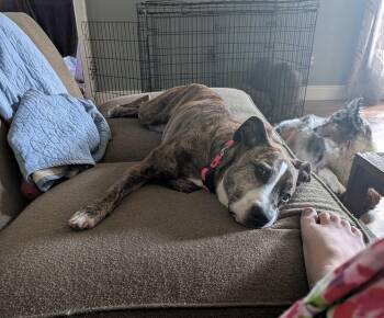 Rescue Terrier Dogs for Adoption in Eagleville, Tennessee - Lola | PetCurious