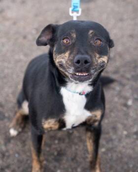 Pit Bull Terrier and Labrador Retriever Dogs Available for Adoption - Willow | PetCurious