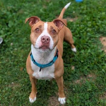 Atlas (Lucy) -  Mixed Breed Dog for Adoption in Ashtabula, Ohio - Atlas (Lucy) | PetCurious