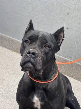 LUMANI -  Cane Corso Dog for Adoption in Las Vegas, Nevada - LUMANI | PetCurious