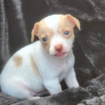 Chihuahua Dogs Available for Adoption - Toby | PetCurious