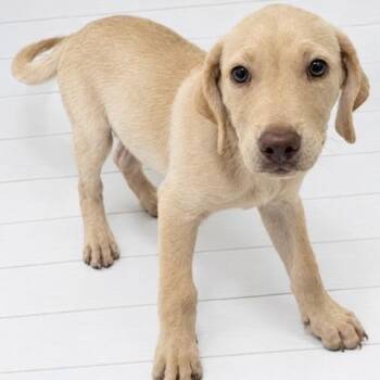 ZEKE -  Labrador Retriever and Mixed Breed Dog for Adoption in Waterford, New Jersey - ZEKE | PetCurious