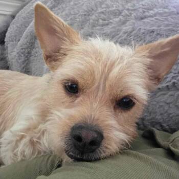 Aria -  Yorkshire Terrier and French Bulldog Dog for Adoption in Seal Beach, California - Aria | PetCurious