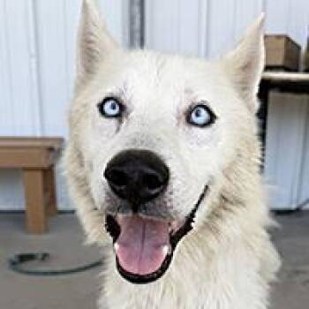 Radiohead - URGENT -  Siberian Husky Dog for Adoption in Thousand Oaks, California - Radiohead - URGENT | PetCurious