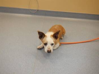 Parson Russell Terrier and Chihuahua Dogs Available for Adoption in San Jose, California - TUNOC | PetCurious