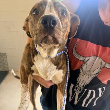 Bruno -  Mixed Breed Dog for Adoption in Corinth, Mississippi - Bruno | PetCurious
