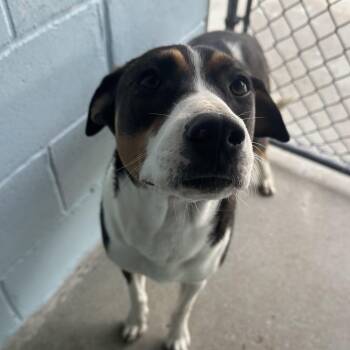 Mixed Breed Dogs Available for Adoption - Charm | PetCurious