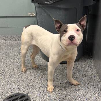 American Staffordshire Terrier Dogs Available for Adoption in Greenville, South Carolina - Baby Blue | PetCurious