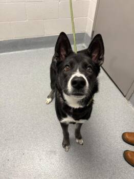 GIZA -  Siberian Husky Dog for Adoption in Indianapolis, Indiana - GIZA | PetCurious