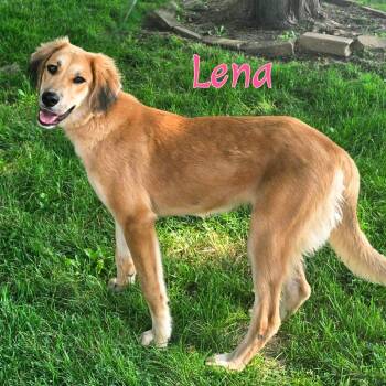 Lena -  Mixed Breed Dog for Adoption in Joliet, Illinois - Lena | PetCurious