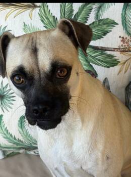 Rescue Pug Dogs for Adoption in Dallas, Texas - Pickles | PetCurious