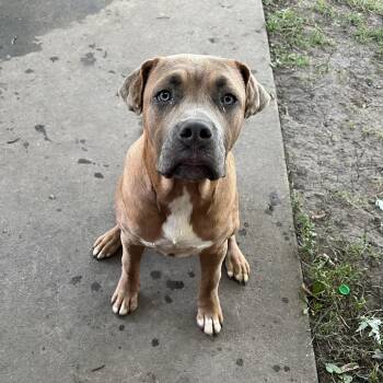 Cane Corso Dogs Available for Adoption in South Elgin, Illinois - Junior - Home To Home | PetCurious