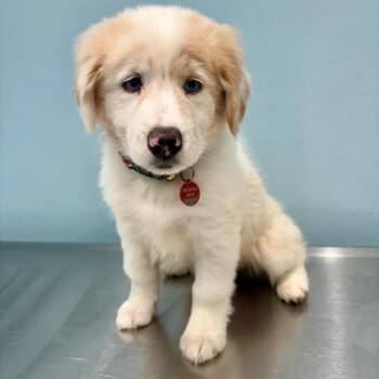 Summer -  Australian Shepherd Dog for Adoption in Portland, Oregon - Summer | PetCurious