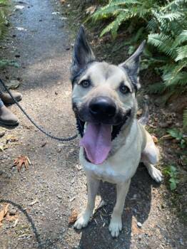 Rescue German Shepherd Dog Dogs for Adoption in Lake Cowichan, British Columbia - Moose | PetCurious