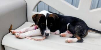 Rescue Pit Bull Terrier Dogs for Adoption - Leo | PetCurious