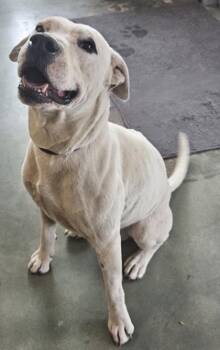 Boxer and Pit Bull Terrier Dogs Available for Adoption in Edgewood, New Mexico - Chance | PetCurious