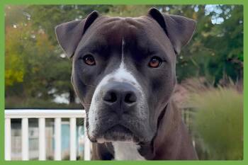 Spade -  Boxer and Pit Bull Terrier Dog for Adoption in Amherst, Massachusetts - Spade | PetCurious