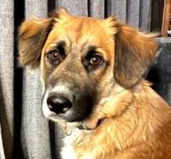 Rescue German Shepherd Dog and Golden Retriever Dogs for Adoption in Winnipeg, Manitoba - Olaf | PetCurious