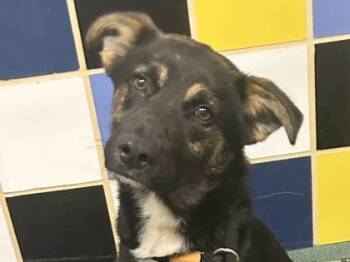 Mixed Breed Dogs Available for Adoption in Georgetown, Texas - Li Shang | PetCurious