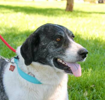 Tillie -  Great Pyrenees and Anatolian Shepherd Dog for Adoption in Albuquerque, New Mexico - Tillie | PetCurious