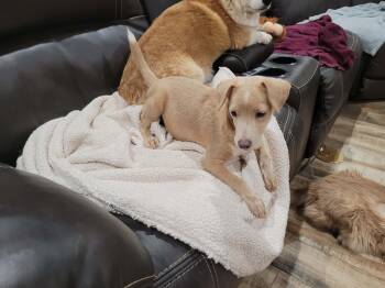 Yogi -  Italian Greyhound and Chihuahua Dog for Adoption in New River, Arizona - Yogi | PetCurious