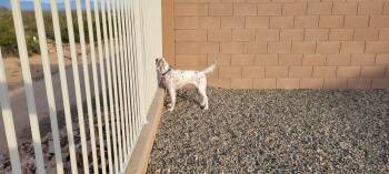 English Setter Dogs Available for Adoption - Available - Patchee | PetCurious