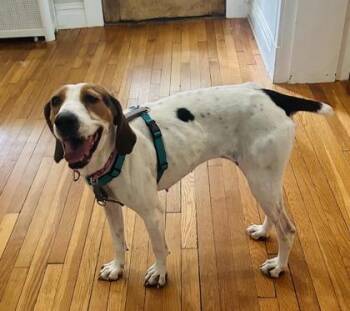 Sharona -  Hound and Mixed Breed Dog for Adoption in Richmond, Virginia - Sharona | PetCurious