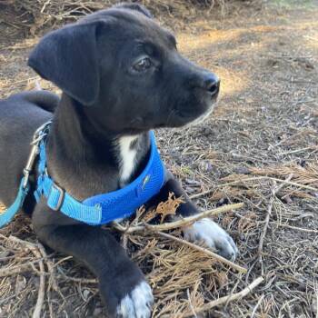 Bambi -  Terrier and Mixed Breed Dog for Adoption in Spokane, Washington - Bambi | PetCurious
