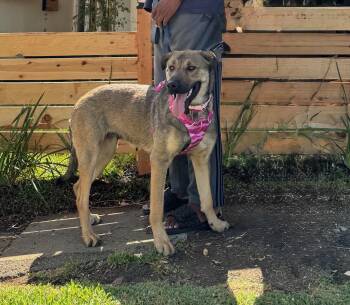 GIGI -  Anatolian Shepherd Dog for Adoption in Los Angeles, California - GIGI | PetCurious