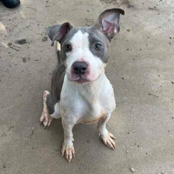 Ember D11741 -  Pit Bull Terrier and Labrador Retriever Dog for Adoption - Ember D11741 | PetCurious