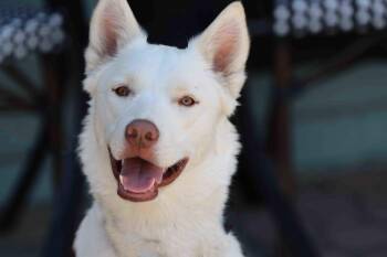 Blanca -  Siberian Husky Dog for Adoption in Walnut Creek, California - Blanca | PetCurious