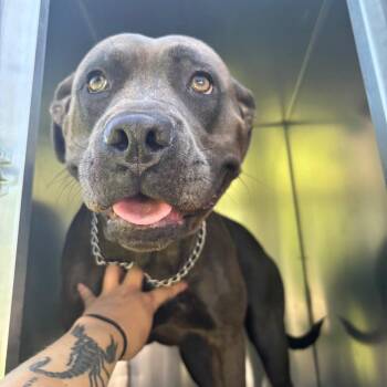 Cleo -  Pit Bull Terrier Dog for Adoption in Saint Joseph, Missouri - Cleo | PetCurious