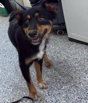 Anderson -  Rottweiler and Mixed Breed Dog for Adoption in Burgaw, North Carolina - Anderson | PetCurious