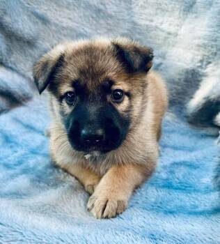 Malbec -  Shepherd Dog for Adoption in Houston, Texas - Malbec | PetCurious