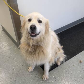 Molly -  Great Pyrenees Dog for Adoption in Galax, Virginia - Molly | PetCurious
