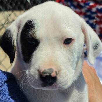 Bret Michaels -  German Shepherd Dog and Mixed Breed Dog for Adoption in Olathe, Kansas - Bret Michaels | PetCurious