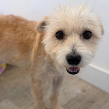 Milanesa -  Wirehaired Terrier and Mixed Breed Dog for Adoption in Green Bay, Wisconsin - Milanesa | PetCurious
