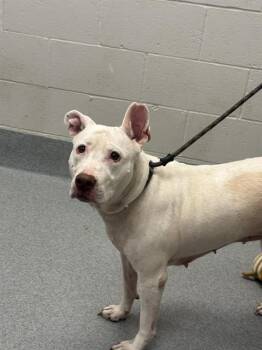 DAISY -  Pit Bull Terrier and Mixed Breed Dog for Adoption in Indianapolis, Indiana - DAISY | PetCurious